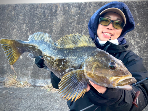 アイナメの釣果