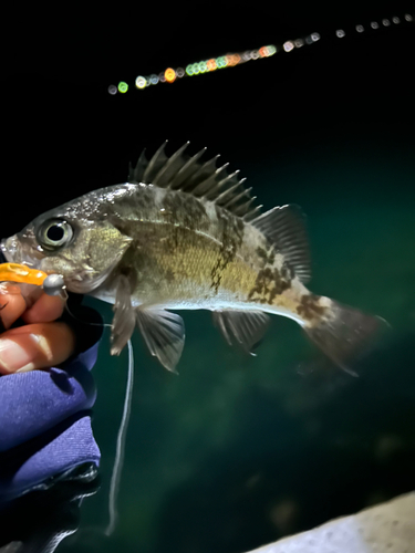 メバルの釣果