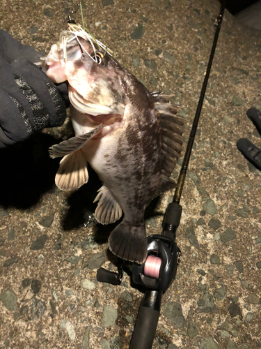 クロソイの釣果