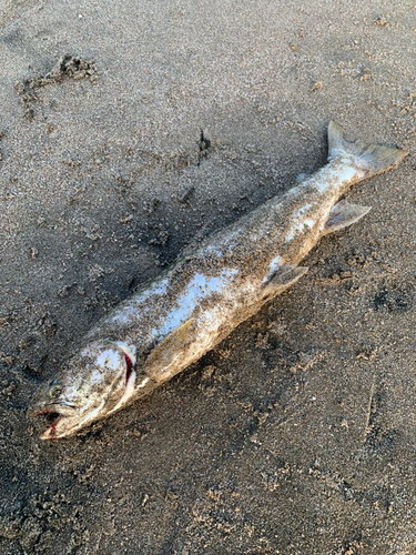 アメマスの釣果