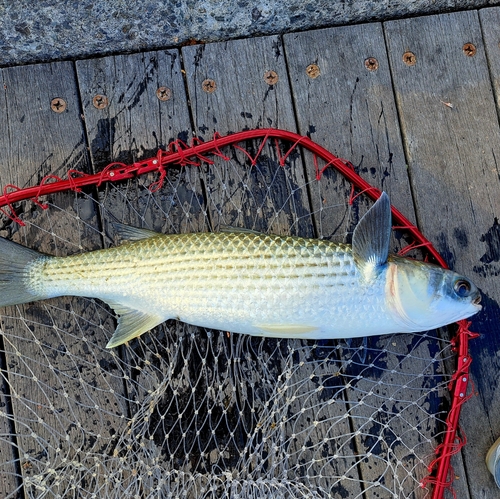 ボラの釣果