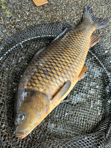 コイの釣果