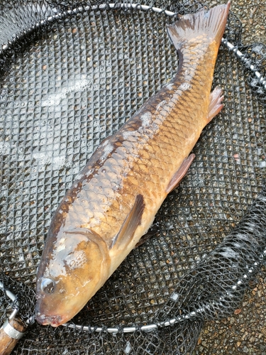 コイの釣果