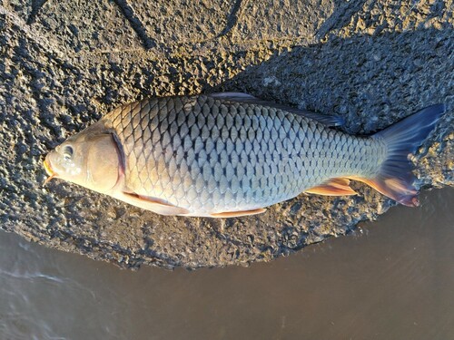 コイの釣果