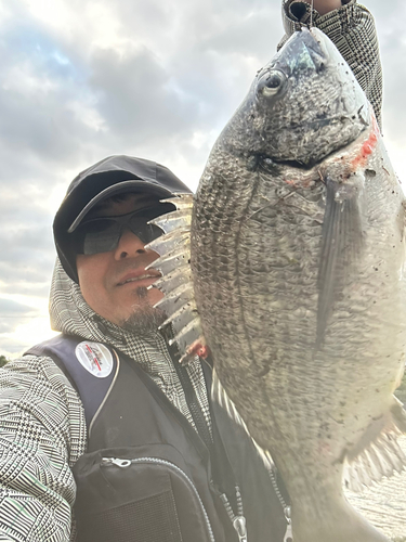 チヌの釣果