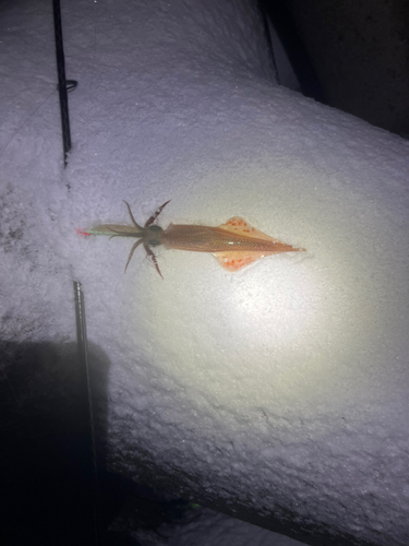 ヤリイカの釣果