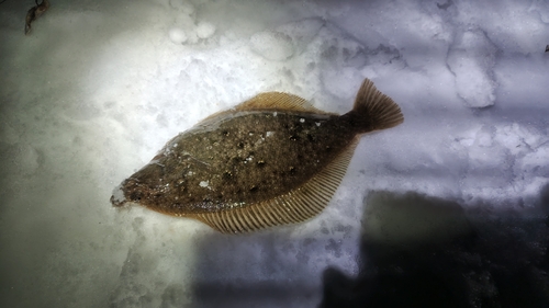 カレイの釣果