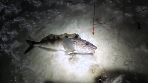 ホッケの釣果