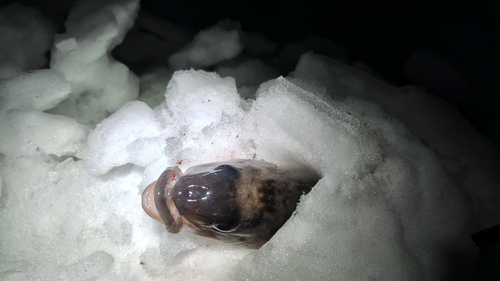 ホッケの釣果