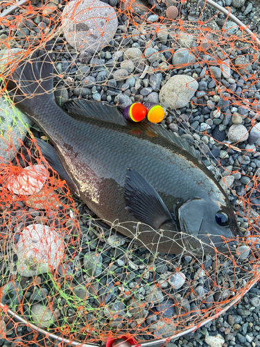 メジナの釣果