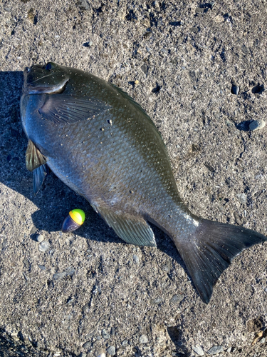 メジナの釣果