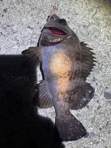 メバルの釣果