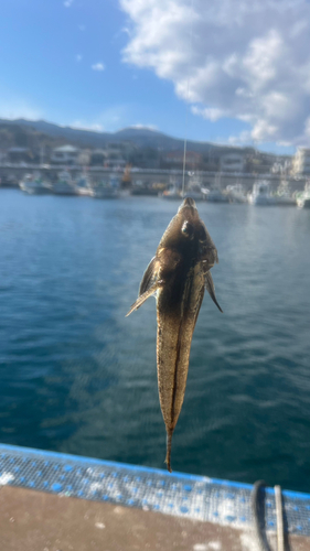 ネズミゴチの釣果