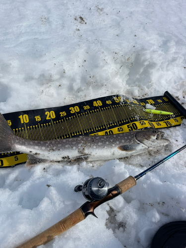 アメマスの釣果