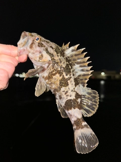 タケノコメバルの釣果