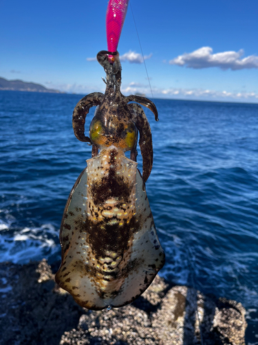 アオリイカの釣果