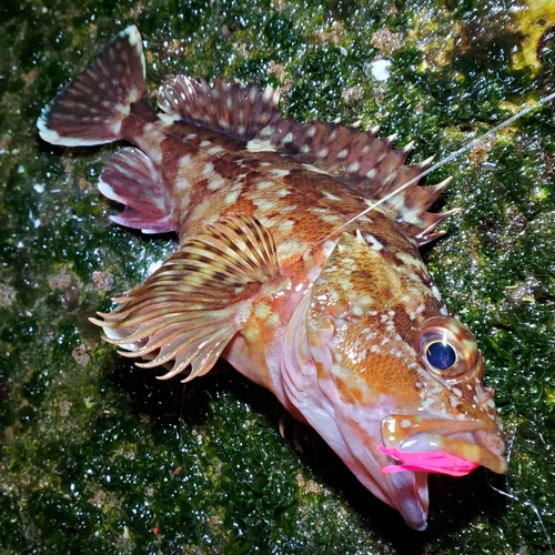 カサゴの釣果