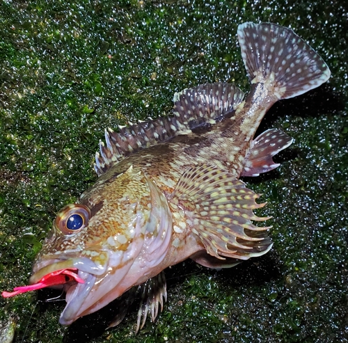 カサゴの釣果