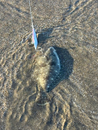 ソゲの釣果