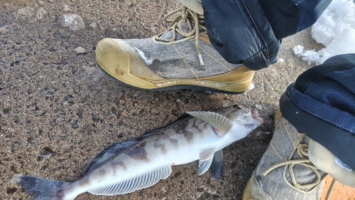 ホッケの釣果