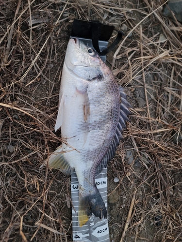 キビレの釣果