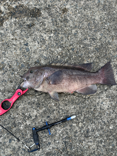 コブダイの釣果