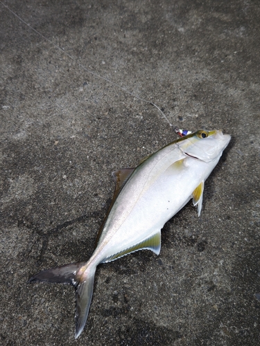 カンパチの釣果