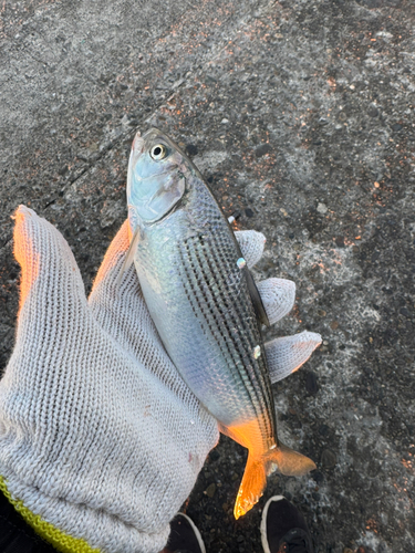 コノシロの釣果