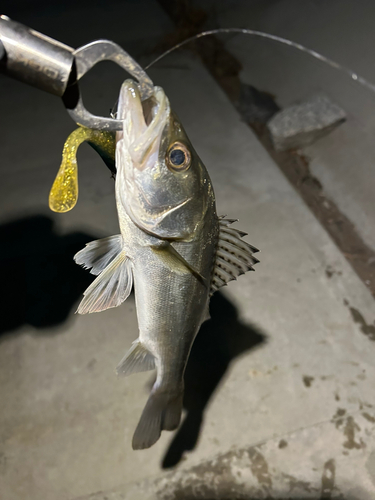 セイゴ（マルスズキ）の釣果