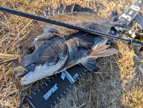 チヌの釣果