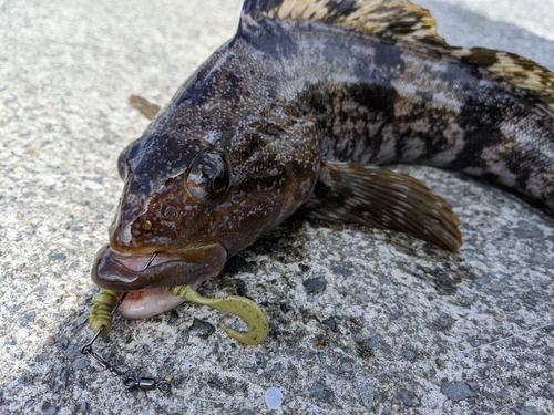 アイナメの釣果