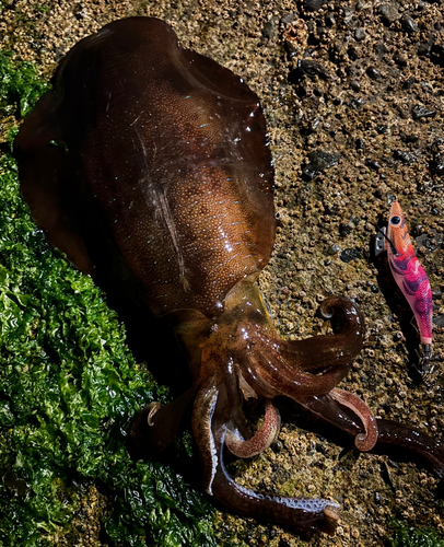 館山湾