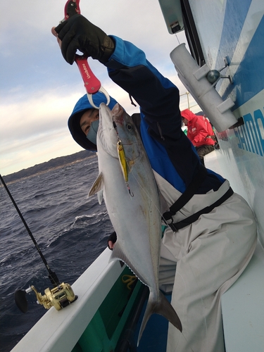 カンパチの釣果