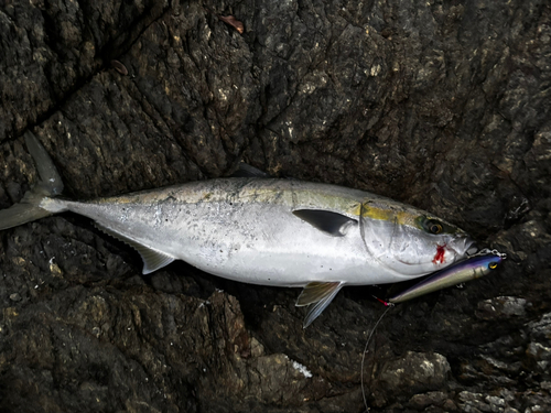 ヤズの釣果