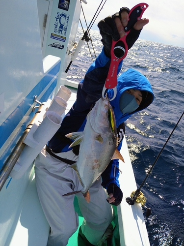 ヒレナガカンパチの釣果