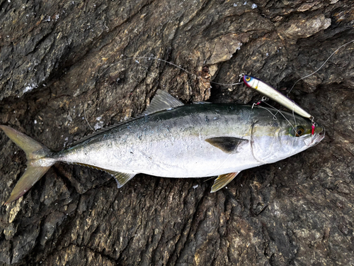 ヤズの釣果