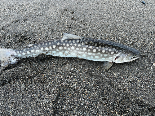 ウミアメの釣果