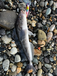 ホッケの釣果