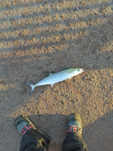 サゴシの釣果