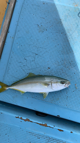 ヤズの釣果