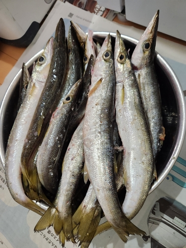 カマスの釣果