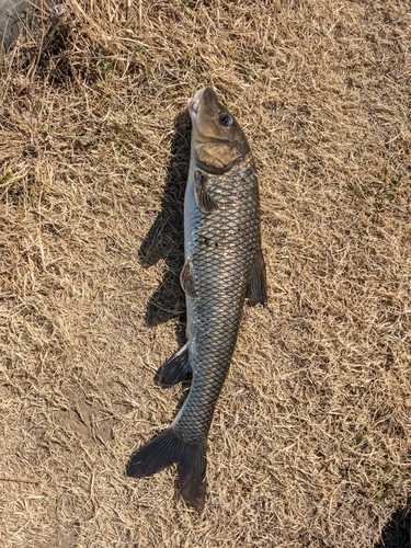 ニゴイの釣果