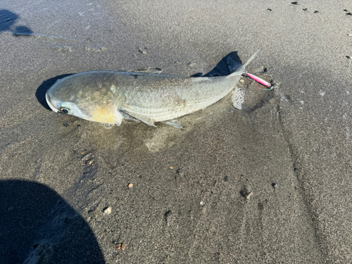 ボラの釣果