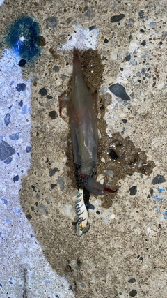 ヤリイカの釣果