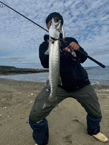 オニカマスの釣果