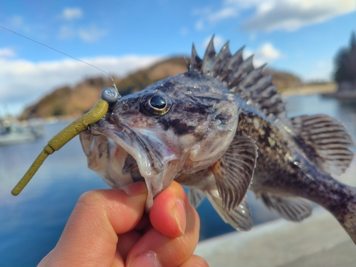 ソイの釣果