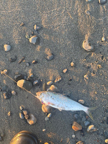 コノシロの釣果