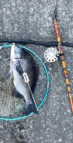 クロダイの釣果