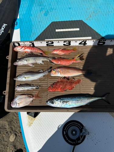 アラの釣果