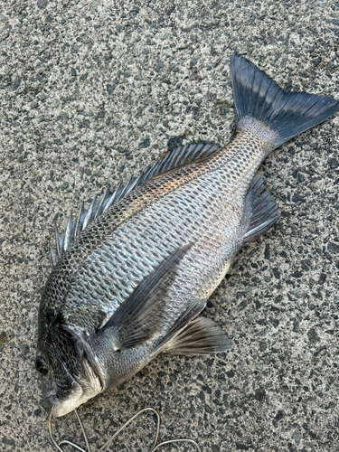 チヌの釣果